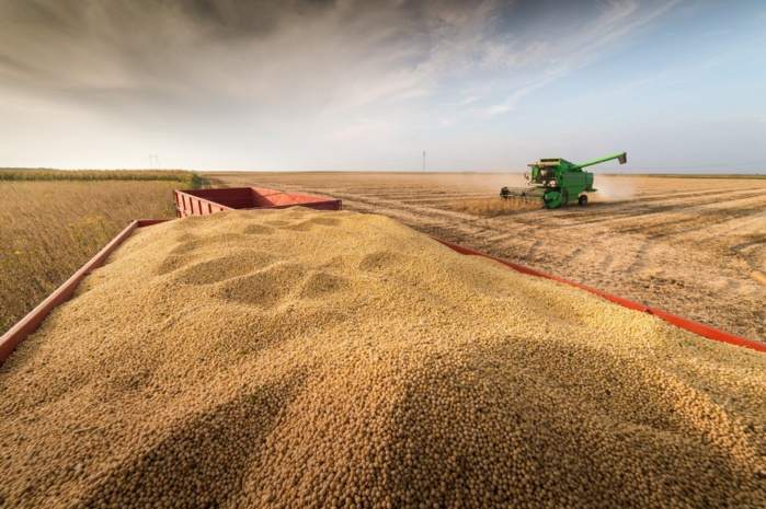 Importations : Le Maroc tire profit de la baisse mondiale des prix du blé