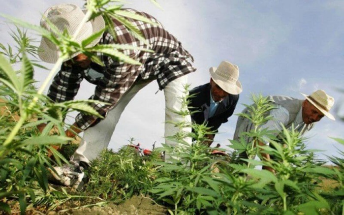 Cultivateurs de cannabis graciés : les familles des bénéficiaires expriment leur gratitude à la Sollicitude Royale