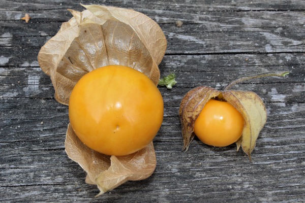 Fruits exotiques : Le physalis, baie dorée des jardins enchantés