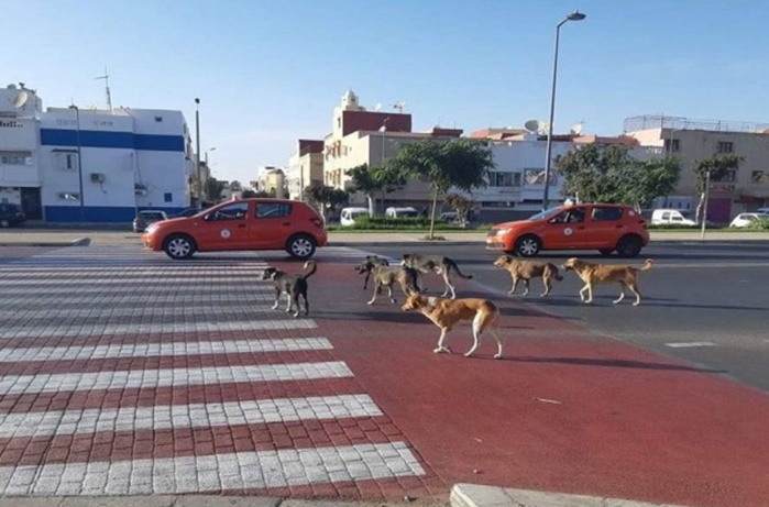 Une nouvelle stratégie des autorités publiques pour mettre fin au danger des chiens errants