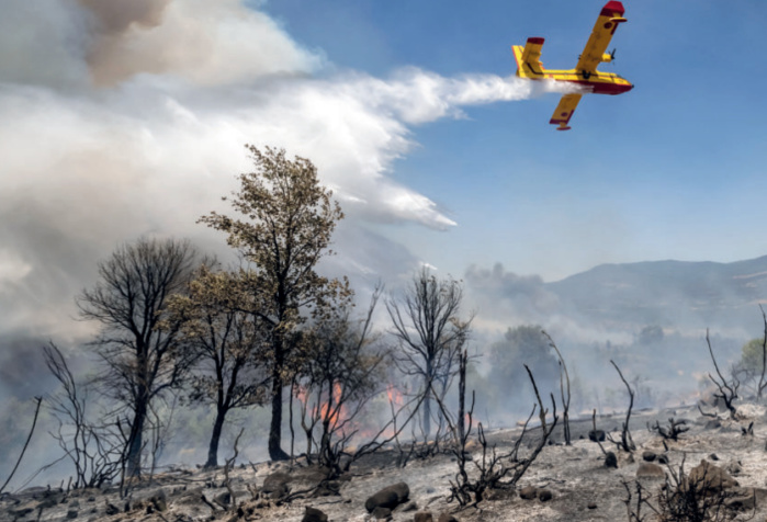 Incendies de forêts : Le secret d’une baisse inédite des zones sinistrées