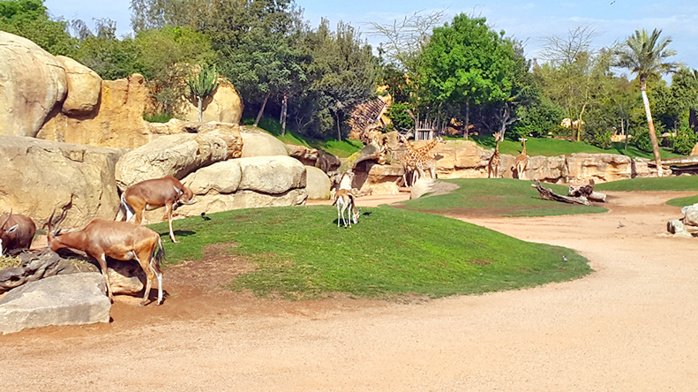 Casablanca : Le zoo d’Aïn Sebaâ peine à rouvrir ses portes