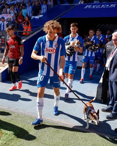 Liga : Les coéquipiers de Chédira entrent sur le terrain accompagnés …de chiens !