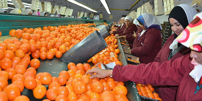 Maroc – Russie : Vers la reprise des exportations marocaines de mandarines