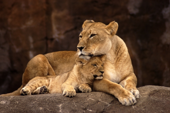 Naissance d'un Lionceau de l'Atlas au Jardin Zoologique de Rabat