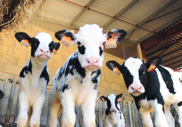 La flambée des prix de la viande rouge pousse le Maroc vers l’importation de bovins.