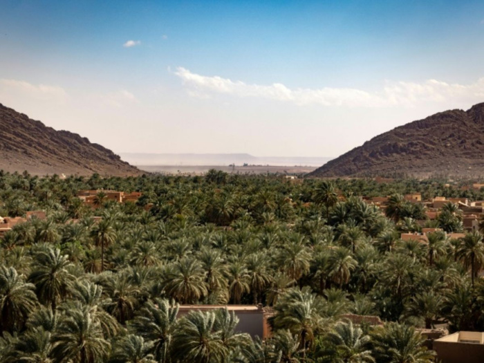 Oasis de Figuig : La production prévisionnelle des dattes estimée à 8.000 tonnes pour la campagne 2023-2024