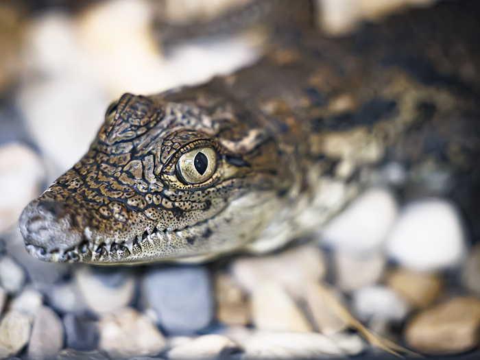 Lausanne : Aquatis célèbre la coopération avec le Maroc pour la réintroduction du crocodile sacré en milieu naturel