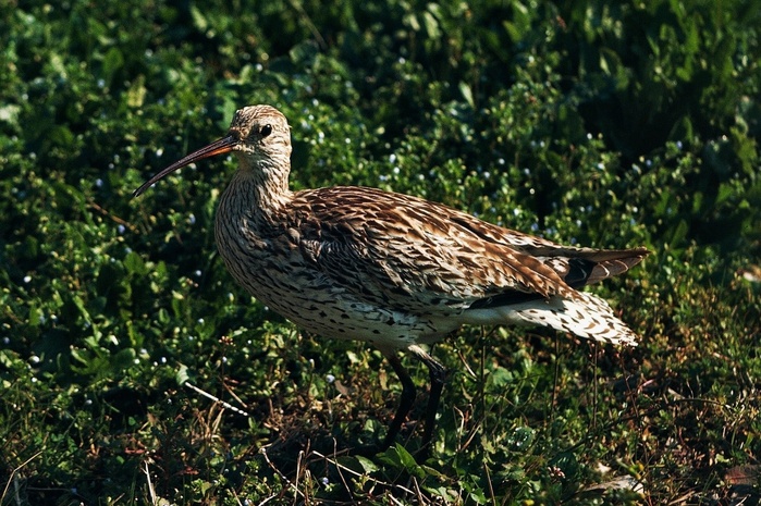 Une étude confirme la disparition du Courlis à bec grêle, un oiseau migrateur observé pour la dernière fois au Maroc