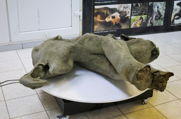 La Russie expose un petit mammouth quasi intact de 50.000 ans