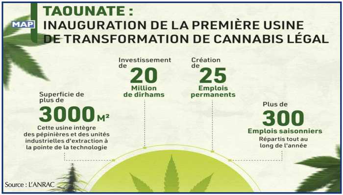 Cannabis licite : Enfin une année faste pour les cultivateurs du Rif ? [INTÉGRAL]