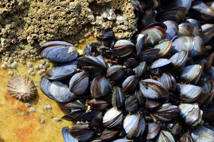 Agadir : levée de l'interdiction sur le ramassage et la commercialisation des moules issus de la zone Imi Ouaddar