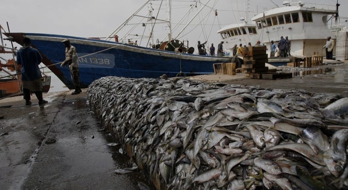 pour l’année 2024:  33 705 128 kg de produits de la mer, représentant une valeur globale de 214 766 729 DH.