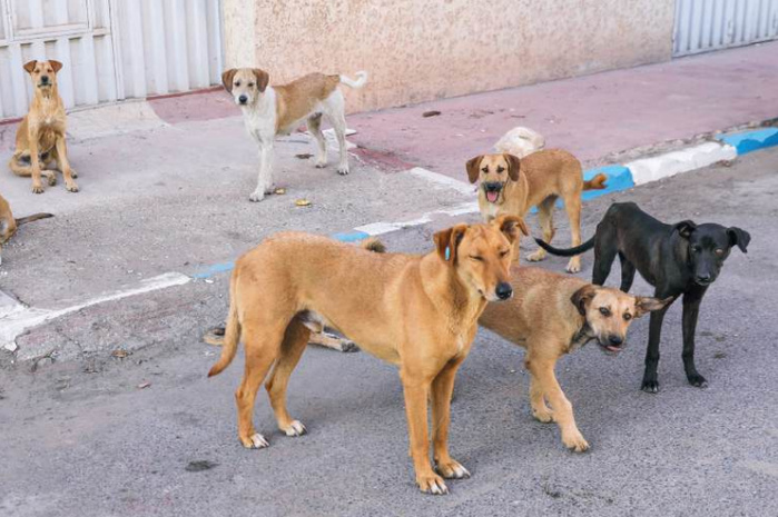 3 millions de chiens errants seraient menacés d’abattage par les autorités sanitaires.