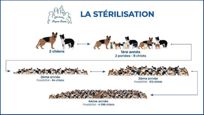 Gestion des chiens errants : Un virage éthique engagé bien avant le Mondial 2030 [INTÉGRAL]