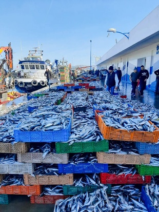 A l'orée du mois sacré de Ramadan : Le retour des sardines, un souffle de fraîcheur sur les marchés à El Jadida