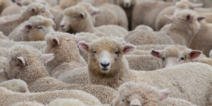 Aïd Al-Adha : Importation de 100.000 moutons australiens  pour stabiliser le marché