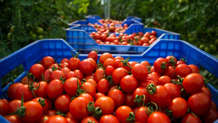 Les exportations de tomates marocaines vers l’UE bondissent de 47 %, dépassant l’Espagne