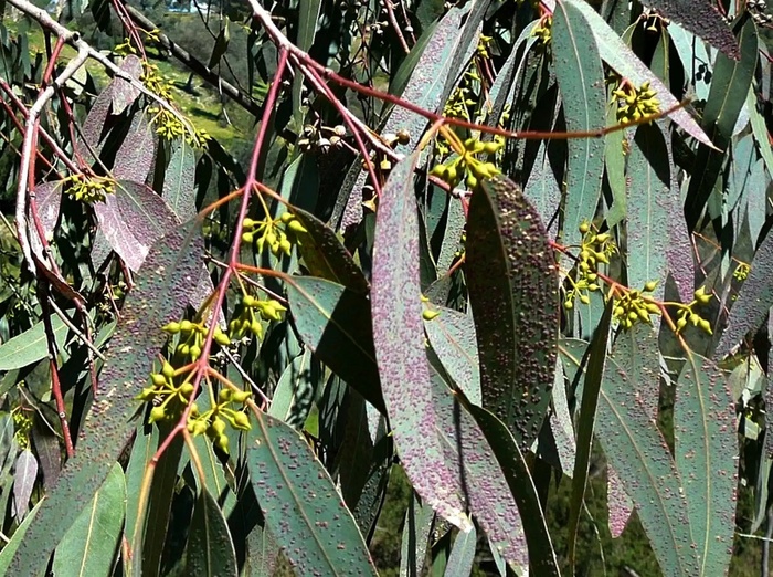 ​El Jadida - Forêt de Haouzia: Pourquoi les eucalyptus meurent en série ?