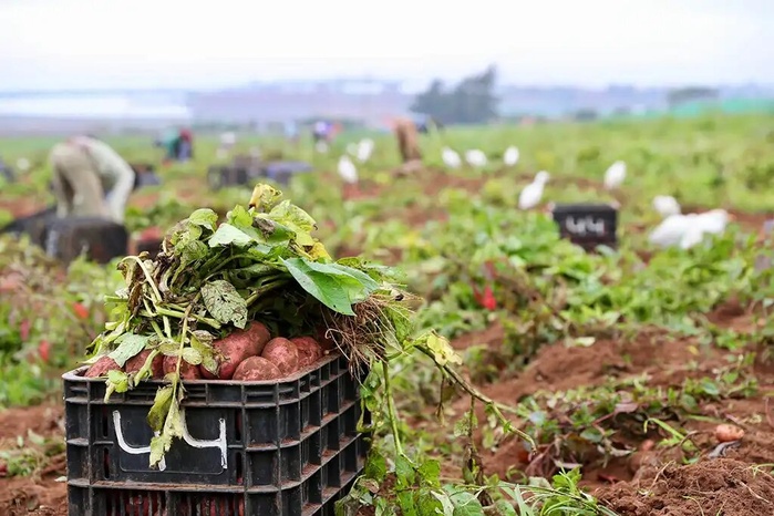 Le ministre de l'agriculture lors d'un passage à El Jadida : Faire de la région Casablanca-Settat l'une des zones agricoles les plus importantes au niveau national