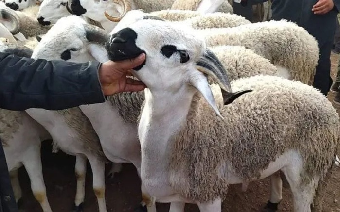 Échos des souks des Doukkala, après l’annulation du rituel de l’Aïd Al Adha