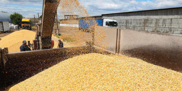 Céréales marocaines: Une opportunité pour l’Espagne, un casse-tête pour ses agriculteurs