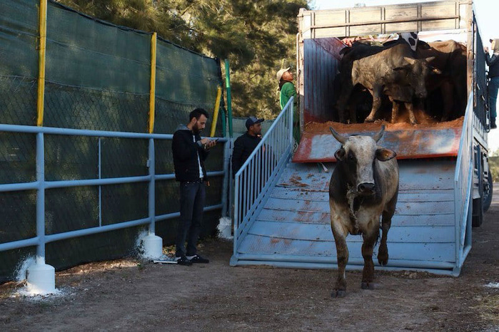 ​Casablanca : Une cargaison de 2000 têtes bovines irlandaises débarque au port pour stimuler le marché de la viande rouge