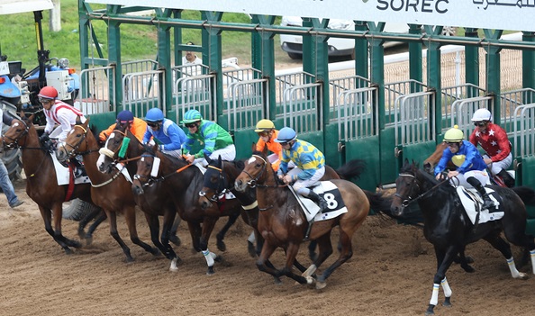 Le must des chevaux de courses  lors de la 5ème édition du meeting international du Maroc