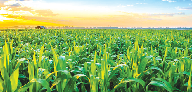 Campagne agricole plutôt satisfaisante