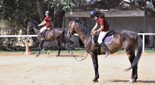 Sports équestres : Les chevaux reprennent du collier