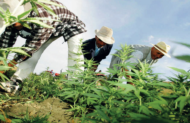 Vers la création d’une agence nationale de régulation des activités liées au cannabis