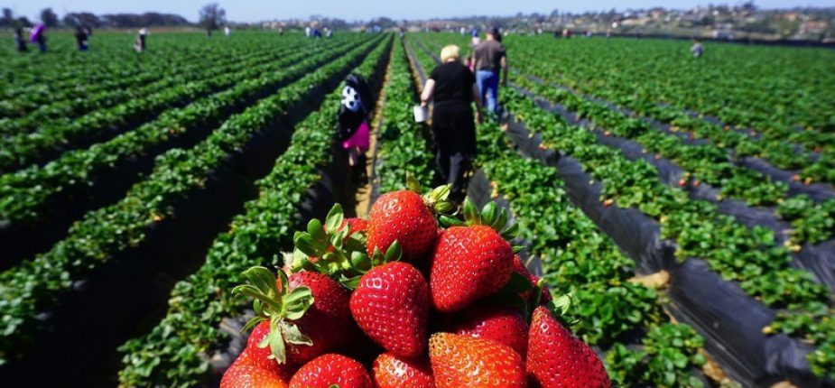 Saisonnières en Espagne : une crise peut en cacher une autre