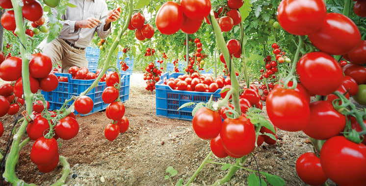 Agriculture : explosion des exportations de tomates marocaines vers l'Union européenne