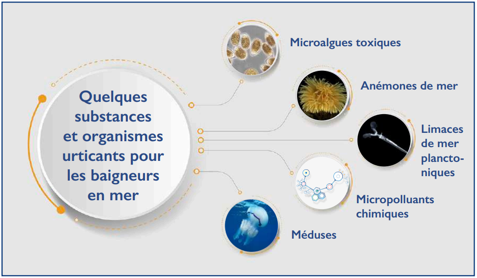 Baignades en mer : Gare à la propagation des microalgues urticantes ! [INTÉGRAL]