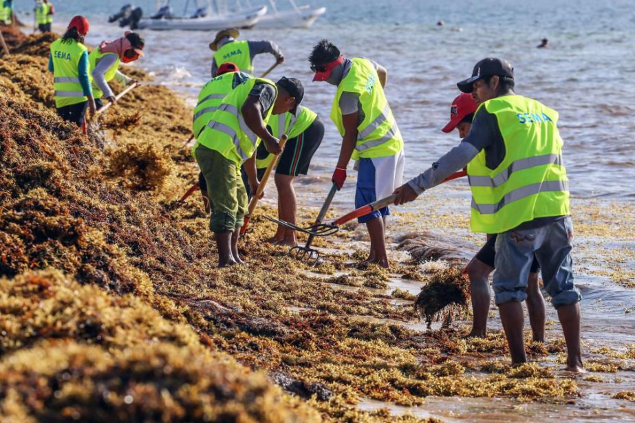 Baignades en mer : Gare à la propagation des microalgues urticantes ! [INTÉGRAL]