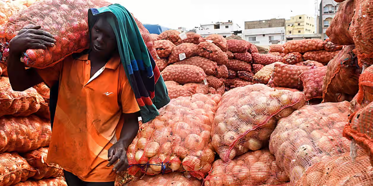 Agriculture : Dakar mise sur l’oignon marocain pour baisser les prix