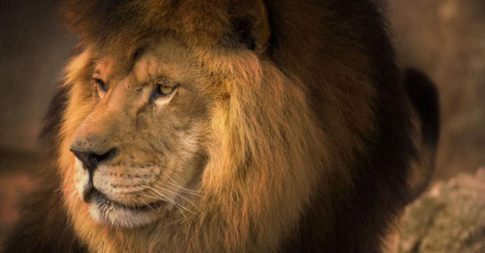 Journée mondiale du Lion : Péripéties historiques d’un grand fauve emblématique