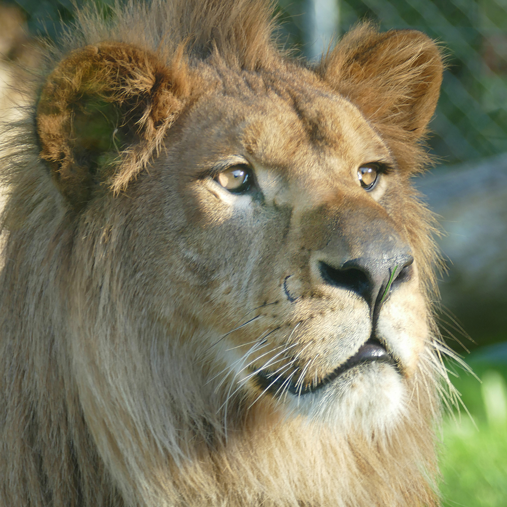 Journée mondiale du Lion : Péripéties historiques d’un grand fauve emblématique [INTÉGRAL]