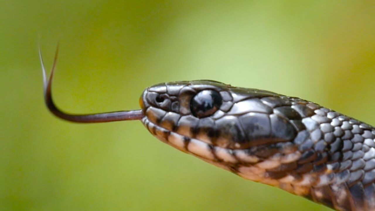 Canicule et morsures de reptiles : La ravageuse diabolisation de tous les serpents [INTÉGRAL]