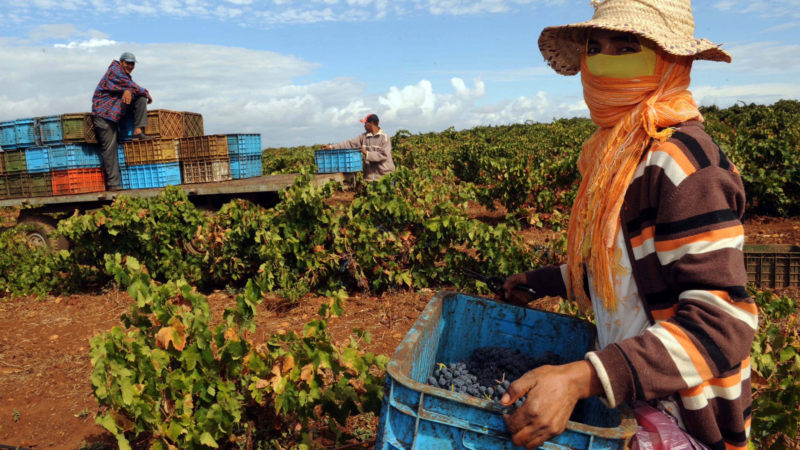 HCP : Rebond agricole et dynamisme des exportations au 2ème Trimestre 2023