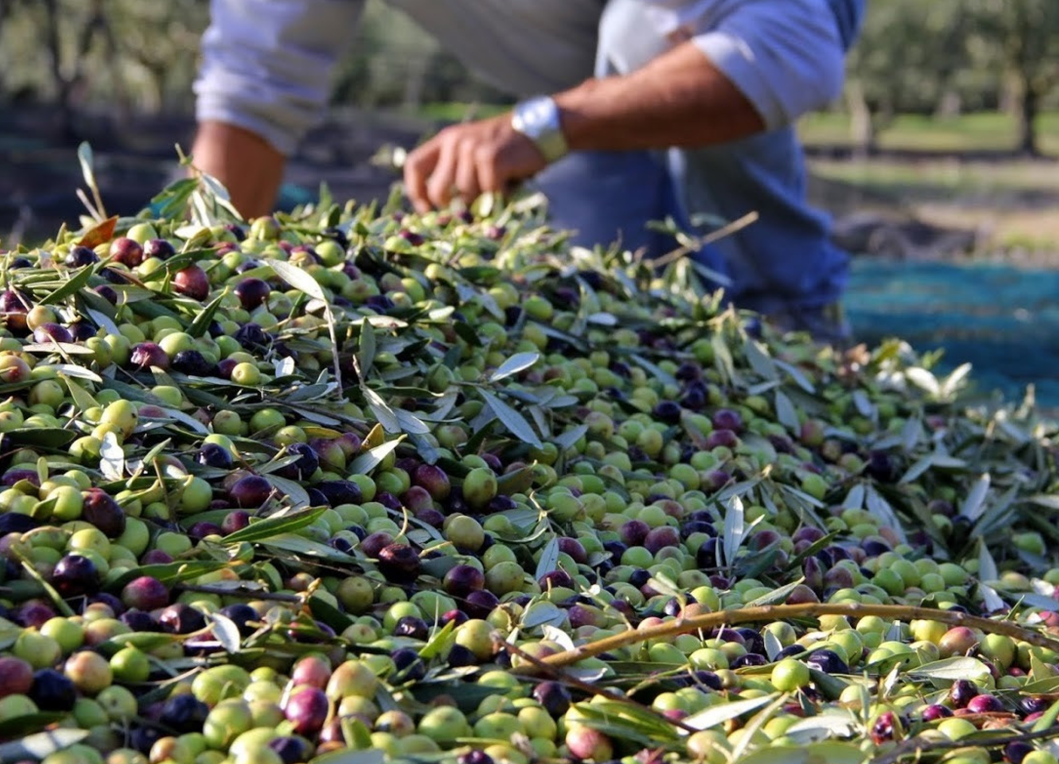 Huile d'olive : Le gouvernement interdit provisoirement l'exportation