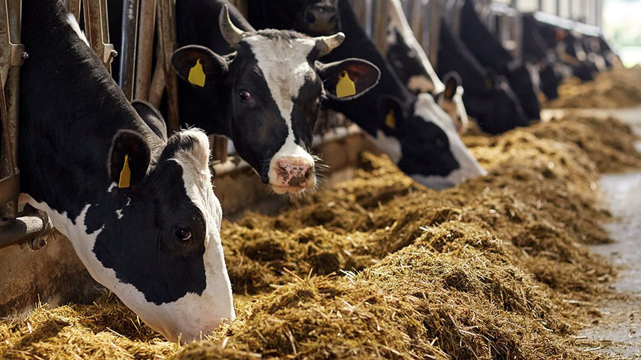 Filière des viandes rouges : Qu’est-ce qui retarde l’importation des bovins ?