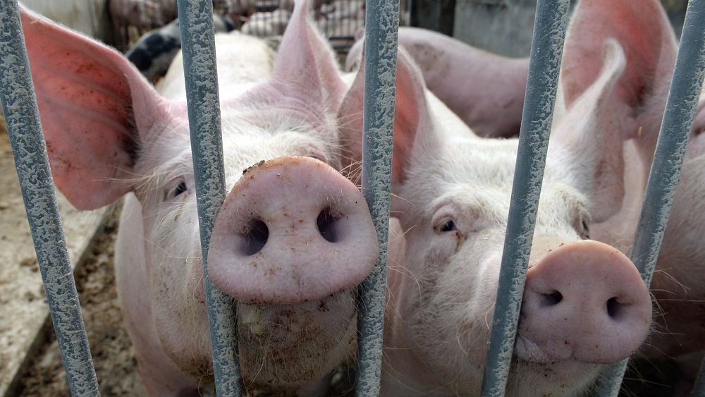 Grippe porcine: Le Royaume-Uni enregistre un premier cas chez l'homme