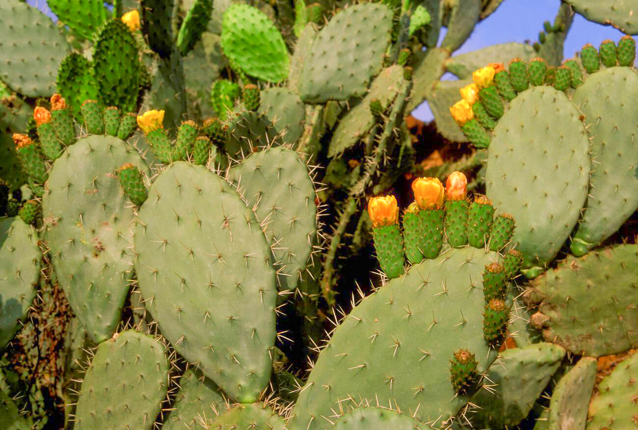 Réhabilitation du cactus : Soigner le mal par le mal en sacrifiant les anciennes variétés [INTÉGRAL]