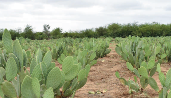 Réhabilitation du cactus : Soigner le mal par le mal en sacrifiant les anciennes variétés [INTÉGRAL]