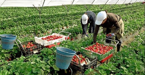 Saisonnières agricoles : plaidoyer pour consolider le suivi des travailleuses marocaines en Espagne