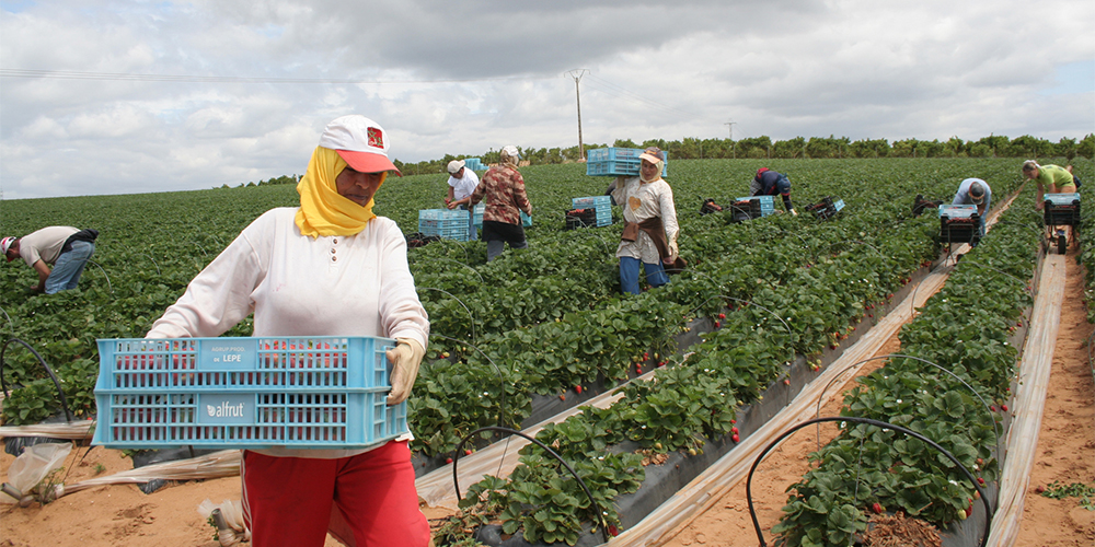 Saisonnières agricoles : Les Marocaines en tête des travailleurs étrangers à Huelva