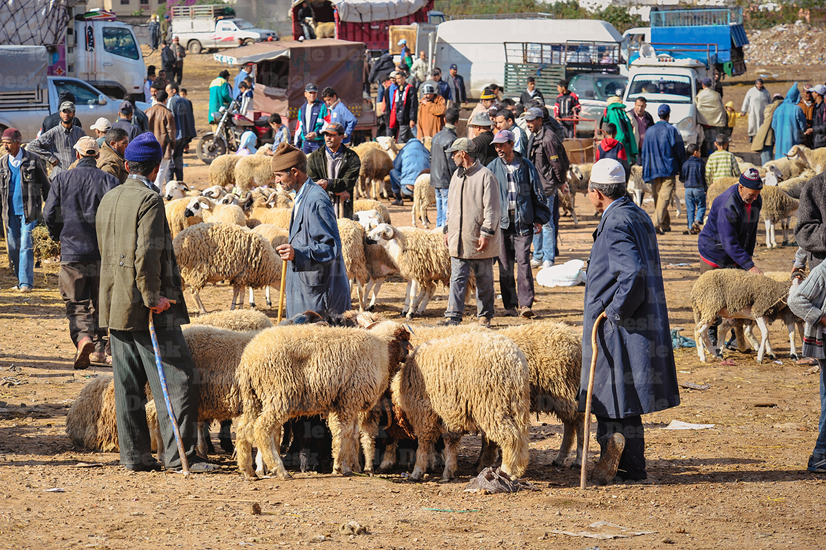 Le gouvernement subventionne l'importation des ovins en prévision de l'Aïd Al-Adha