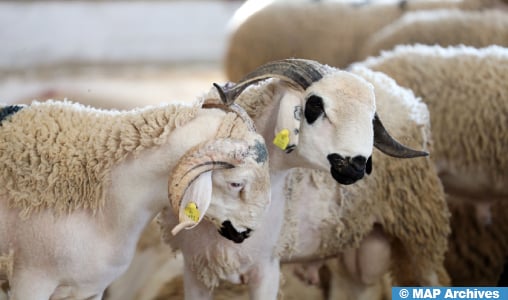 Engagements d'importation d'ovins : l'enregistrement des demandes ouvert jusqu'au 5 avril