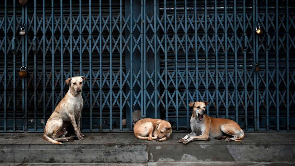 2500 chiens errants sont capturés annuellement à Casablanca.